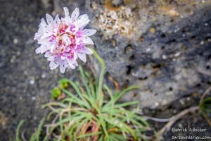 fleur-champ-de-lave-IMGP5264