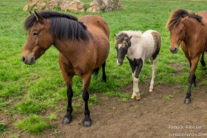 Chevaux