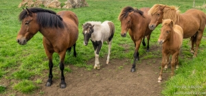 Chevaux