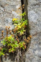 Gerduberg basalt cliffs